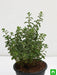 origanum majorana - plant