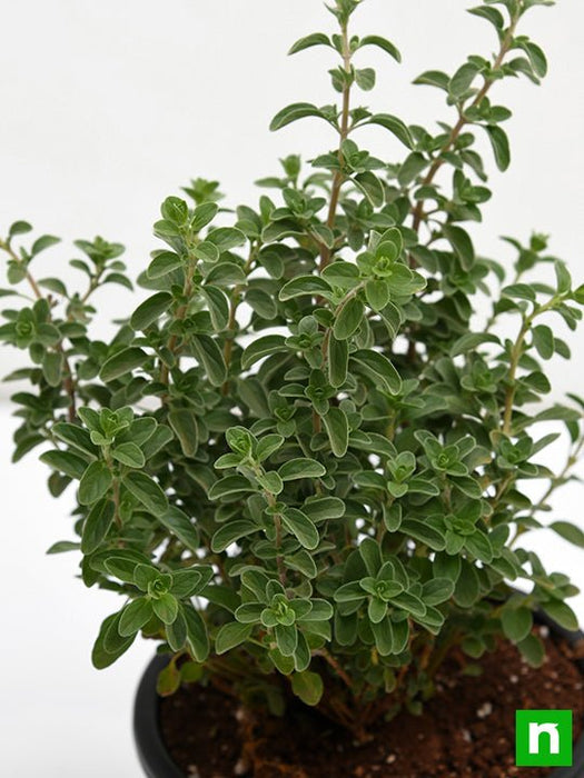 origanum majorana - plant