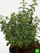 origanum majorana - plant