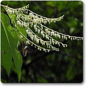 oxydendrum arboreum - plant