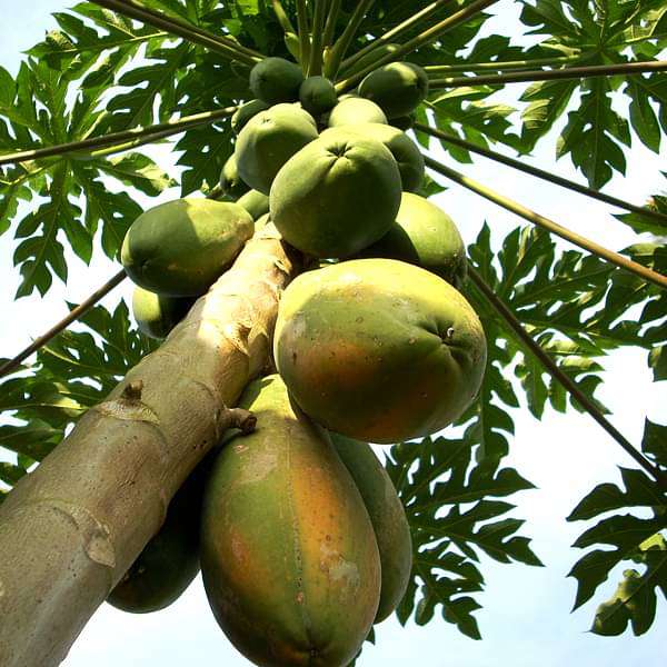 papaya - plant