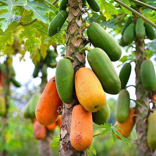 papaya - plant