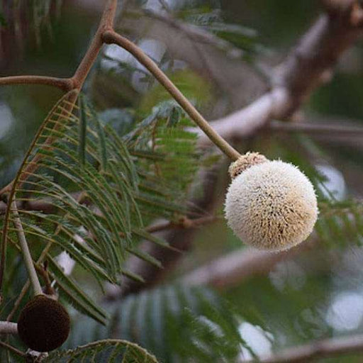 parkia biglandulosa (badminton ball tree) - plant