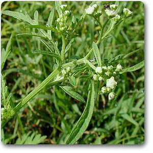 parthenium hysterophorus - plant