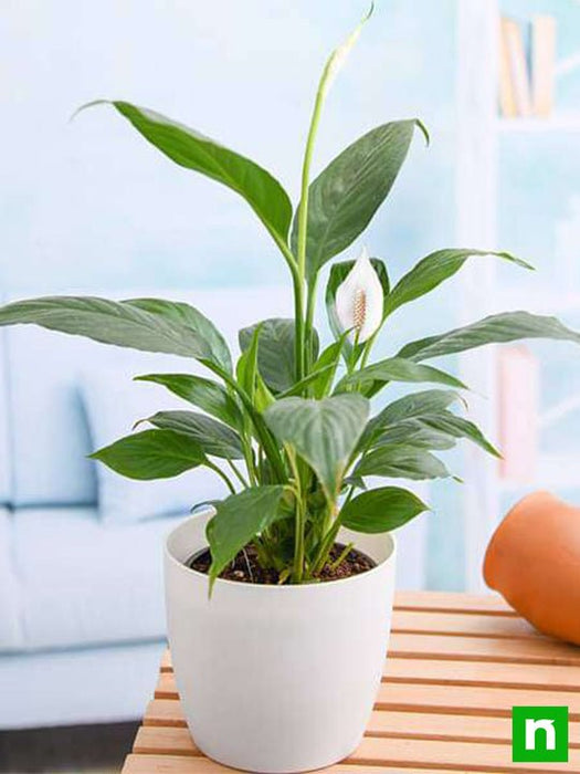 peace lily - plant