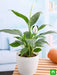 peace lily - plant