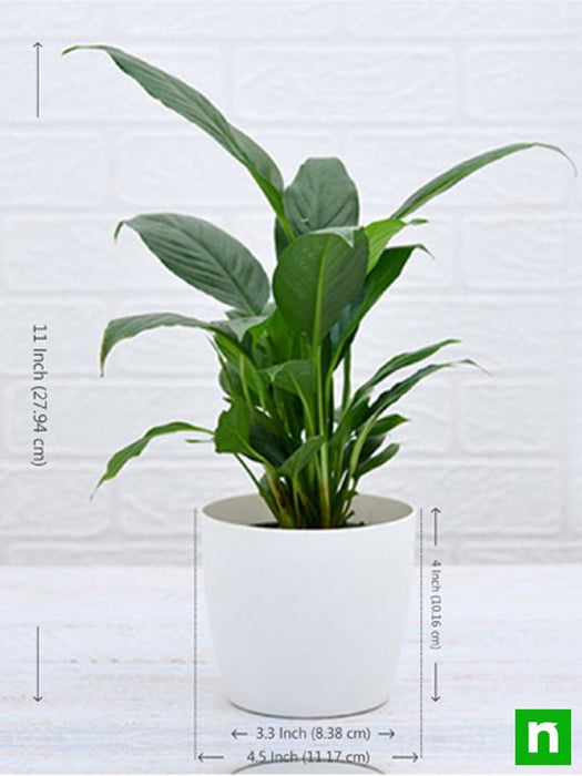 peace lily - plant