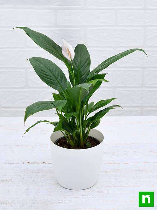 peace lily - plant