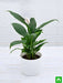 peace lily - plant