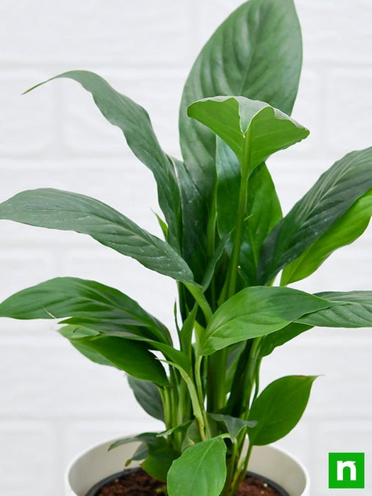 peace lily - plant