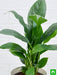 peace lily - plant