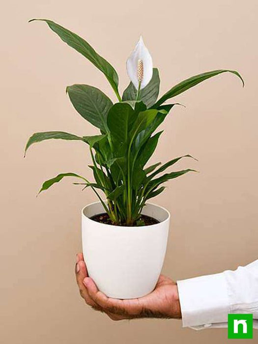 peace lily - plant