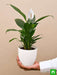 peace lily - plant