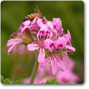 pelargonium graveolens - plant