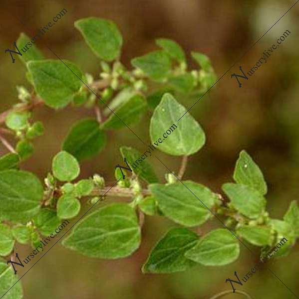 pellitory - plant