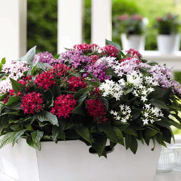 pentas (any color) - plant