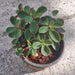 peperomia rubella - plant