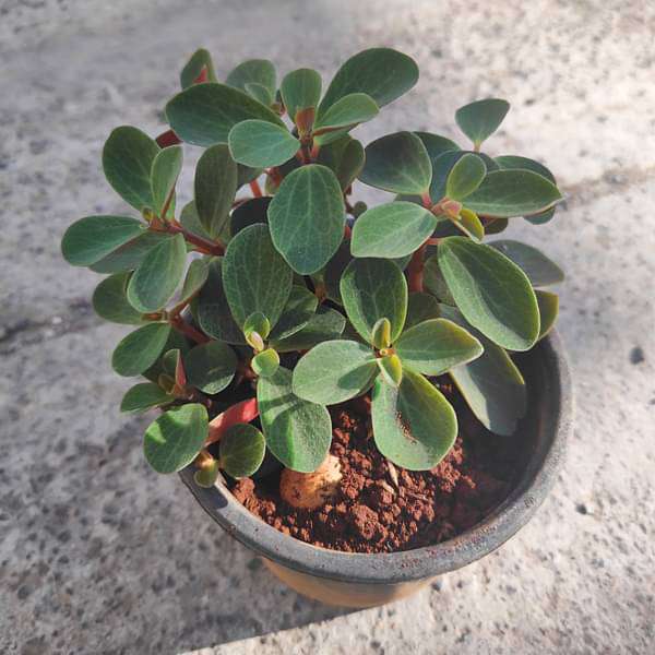 peperomia rubella - plant