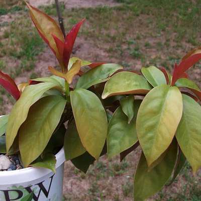 pereskia godseffiana - plant