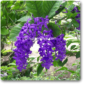 petrea - plant