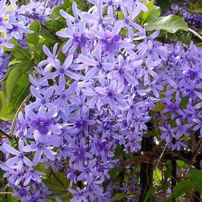 petrea volubilis - plant