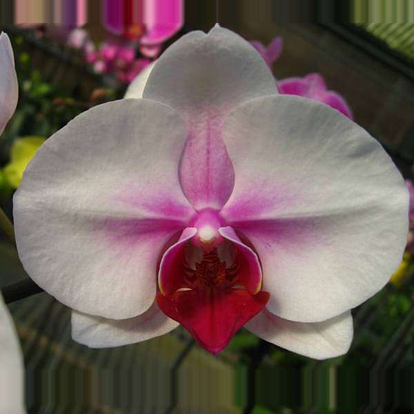 phalaenopsis orchid (any variety - plant