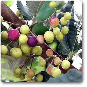 phalsa - plant