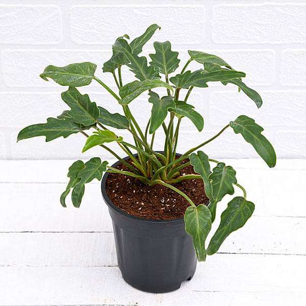 philodendron xanadu green - plant