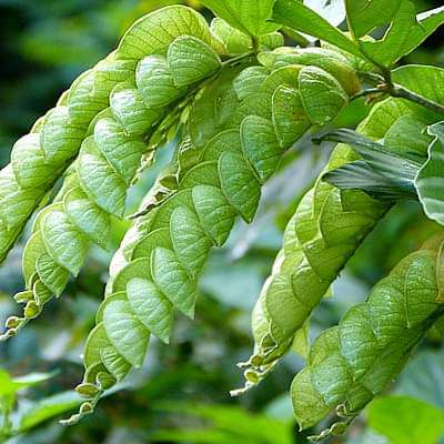 phyllodium longipes - plant