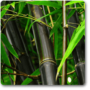 phyllostachys nigra - plant