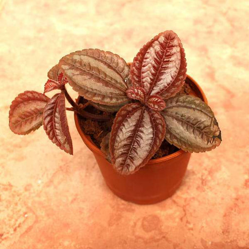 pilea involucrata - plant