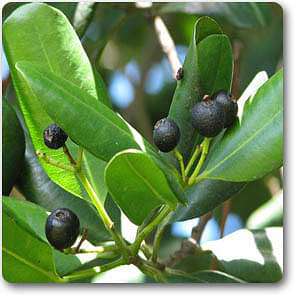 pimenta dioica - plant