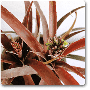 pineapple red - plant