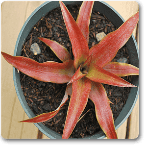 pineapple red - plant