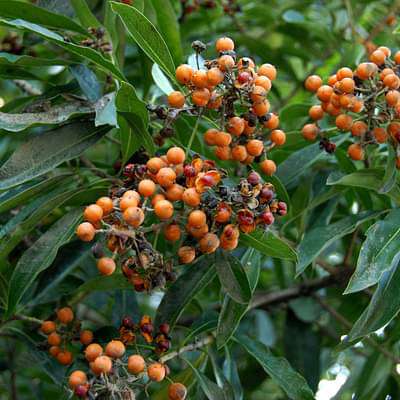 pittosporum pentandrum - plant