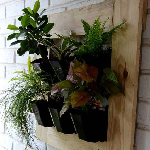 plants with vertical garden setup (2 x 2 ft) - plant