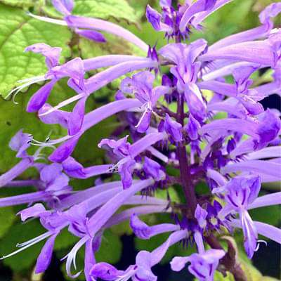 plectranthus ambiguus - plant