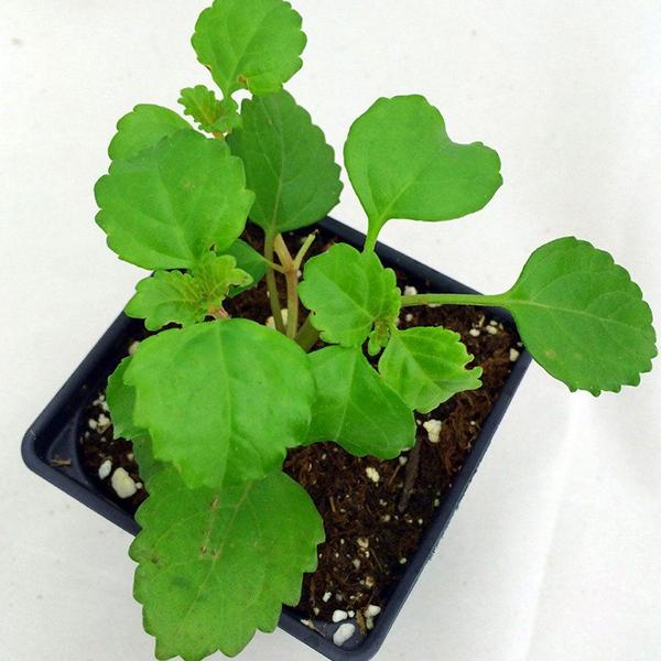 plectranthus verticillatus - plant