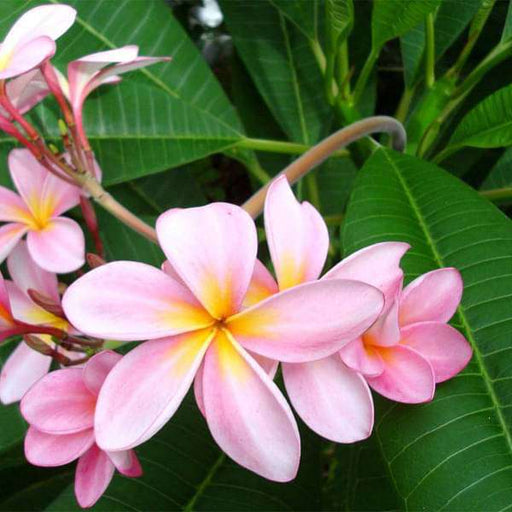 plumeria - plant