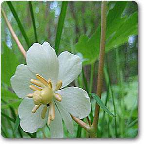 podophyllum peltatum - plant