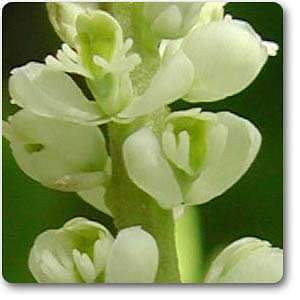 polygala senega - plant