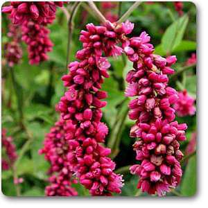 polygonum - plant