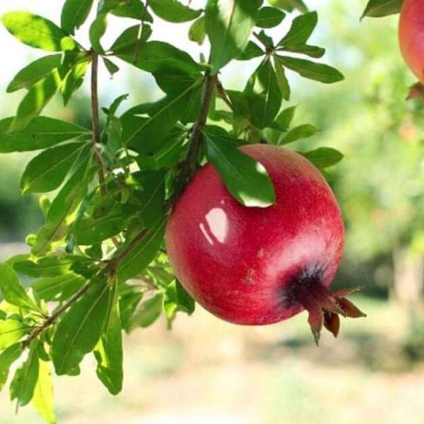 pomegranate - plant