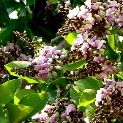 pongamia pinnata - plant