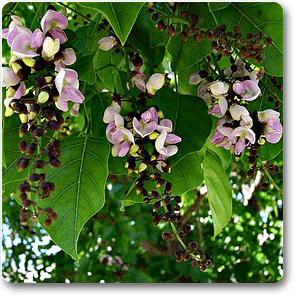 pongamia pinnata - plant