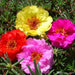 portulaca - plant