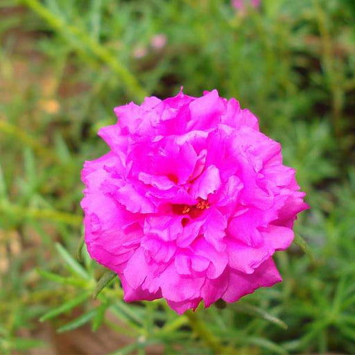 portulaca - plant