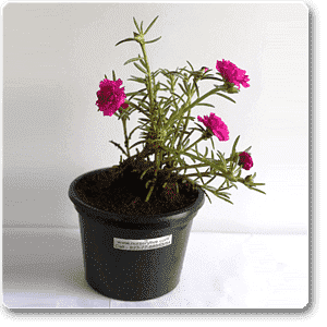 portulaca - plant