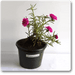 portulaca - plant