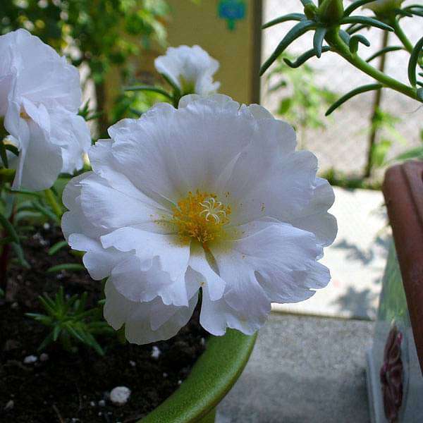 portulaca - plant